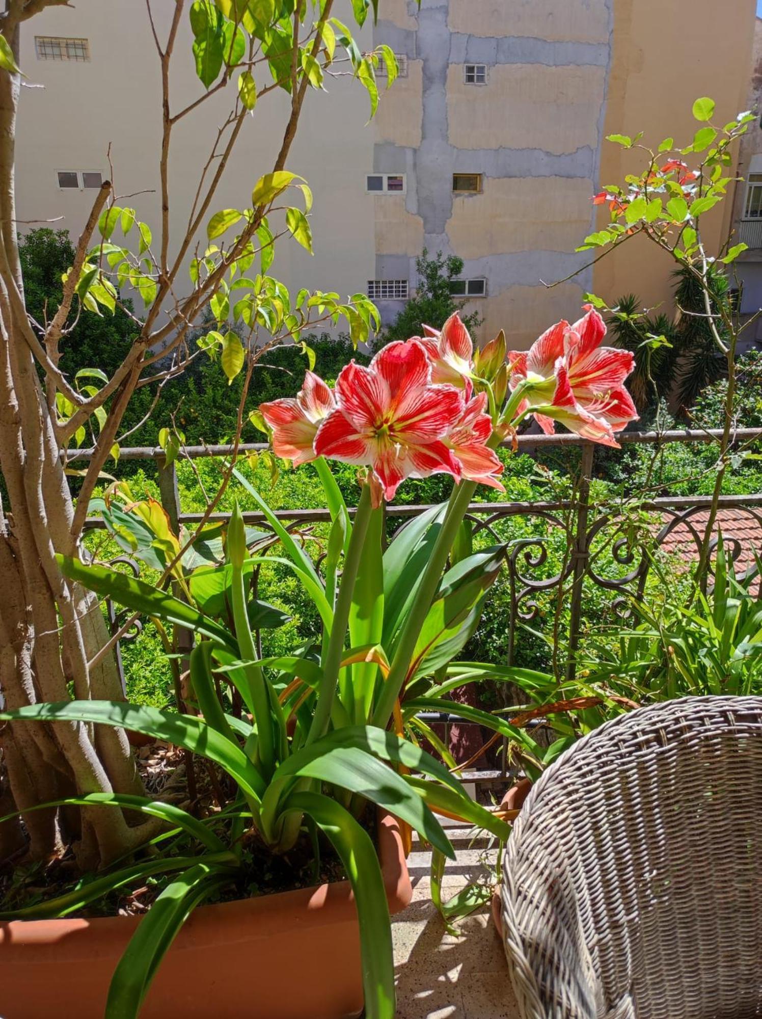 Cuba'S Art House Apartment Palermo Ngoại thất bức ảnh